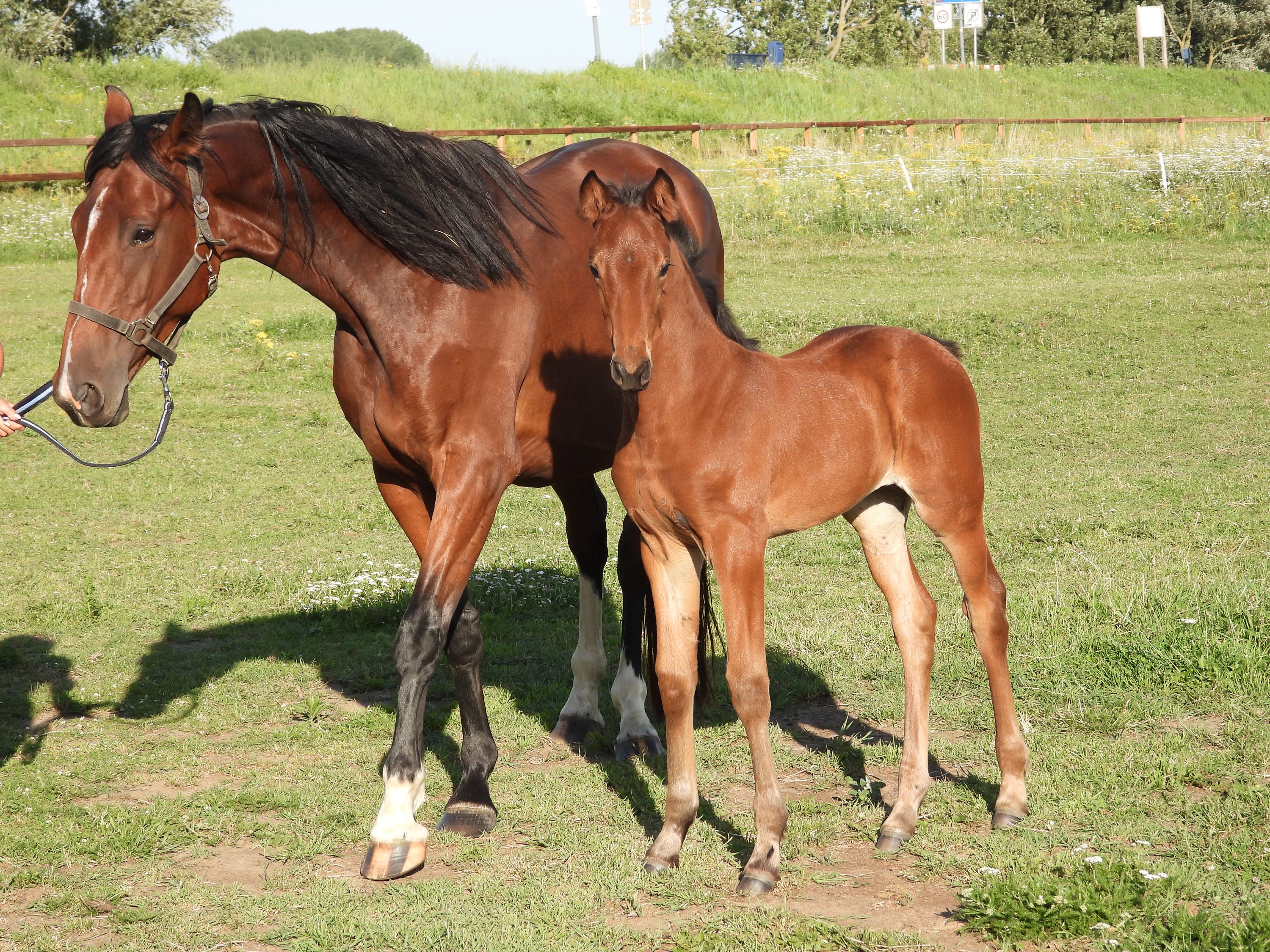 dressuurpaard merrie 1 år bruin till salu - Foto 2