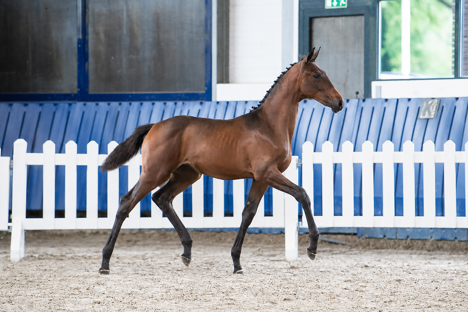 kwpn dressuurpaard merrie 0 jaar donkerbruin te koop - Hoofdfoto
