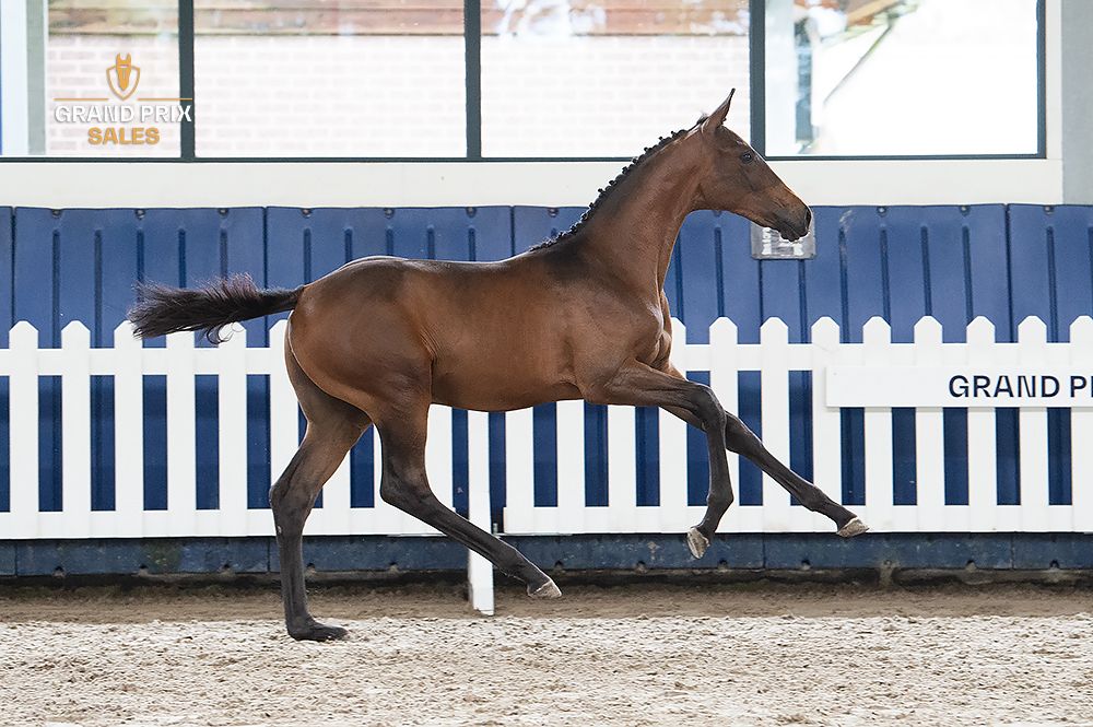 kwpn dressuurpaard merrie 0 jaar donkerbruin te koop - Foto 2