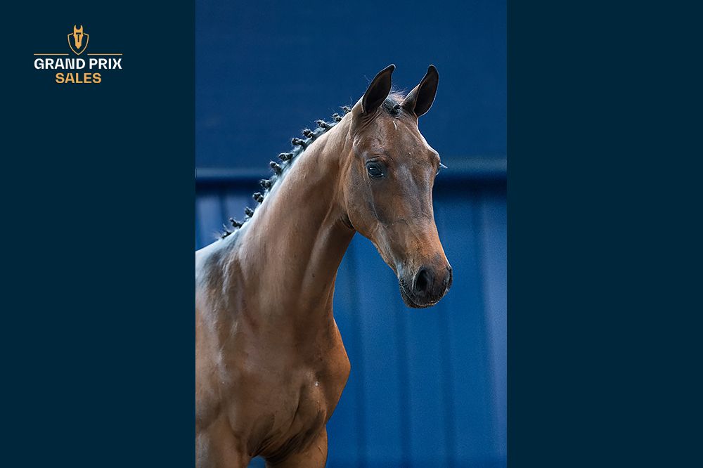kwpn dressuurpaard merrie 0 jaar donkerbruin te koop - Foto 3
