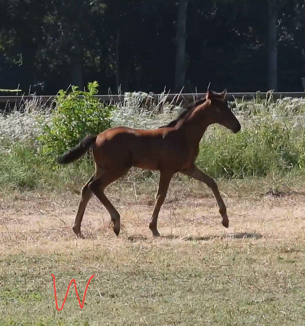 dressuurpaard merrie 1 år bruin till salu - Foto 6