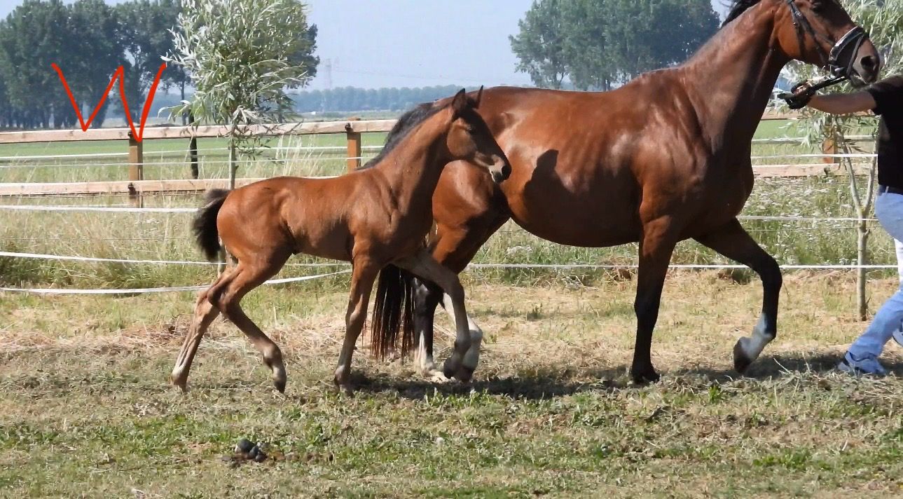 Twee merrie veulens 5 generaties topsport