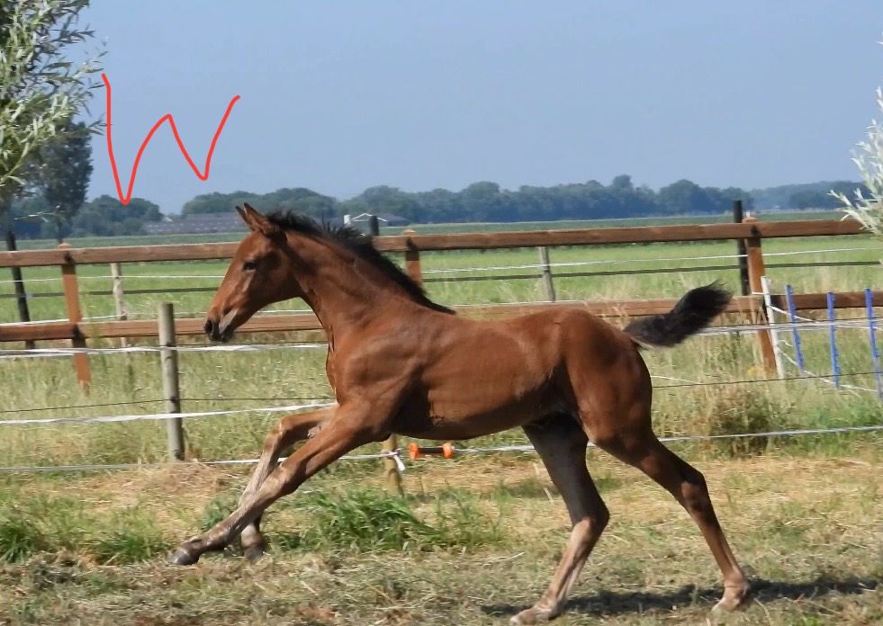 dressuurpaard merrie 1 år bruin till salu - Foto 4