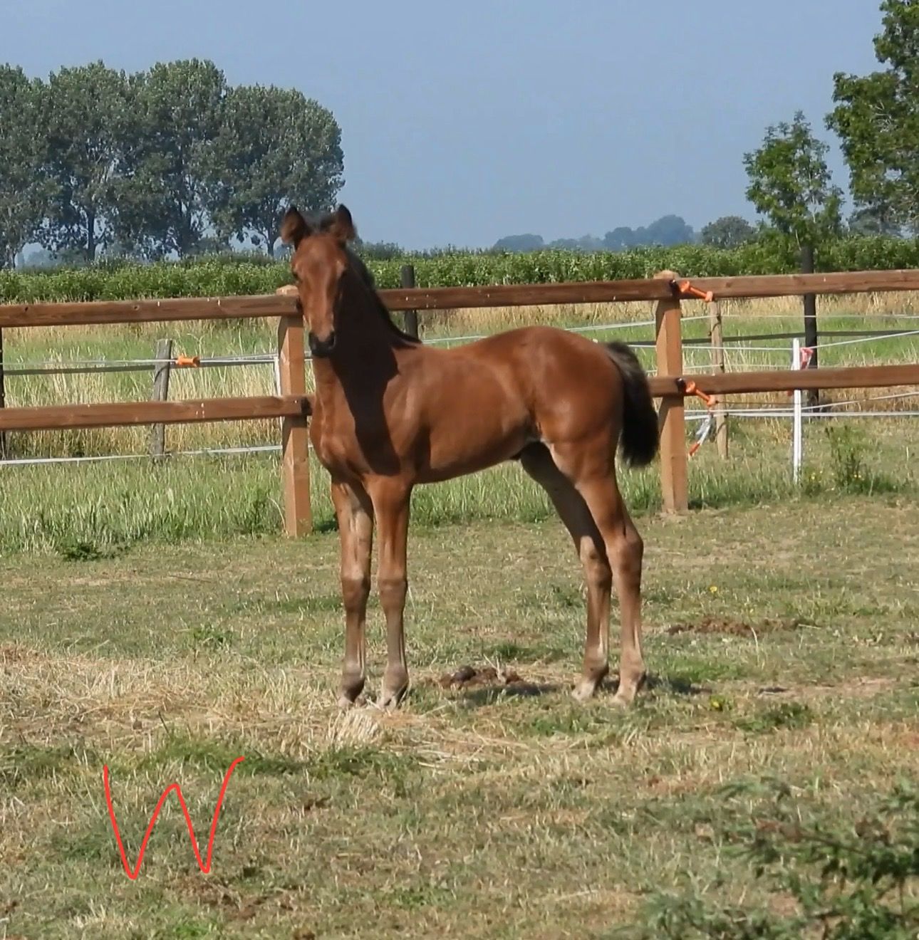 dressuurpaard merrie 1 år bruin till salu - Foto 3