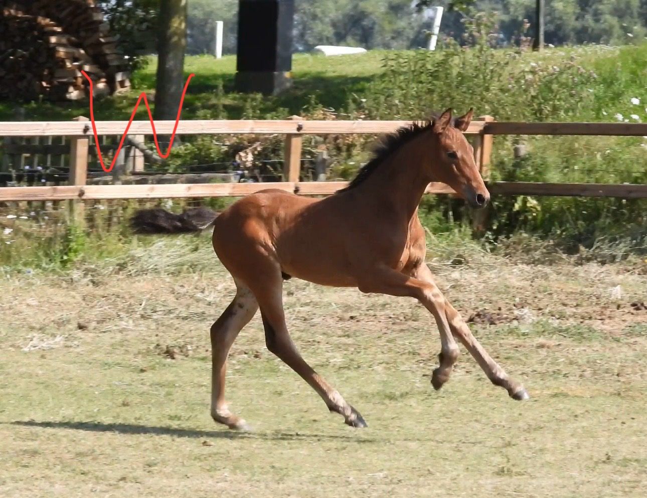 dressuurpaard merrie 1 år bruin till salu - Foto 5