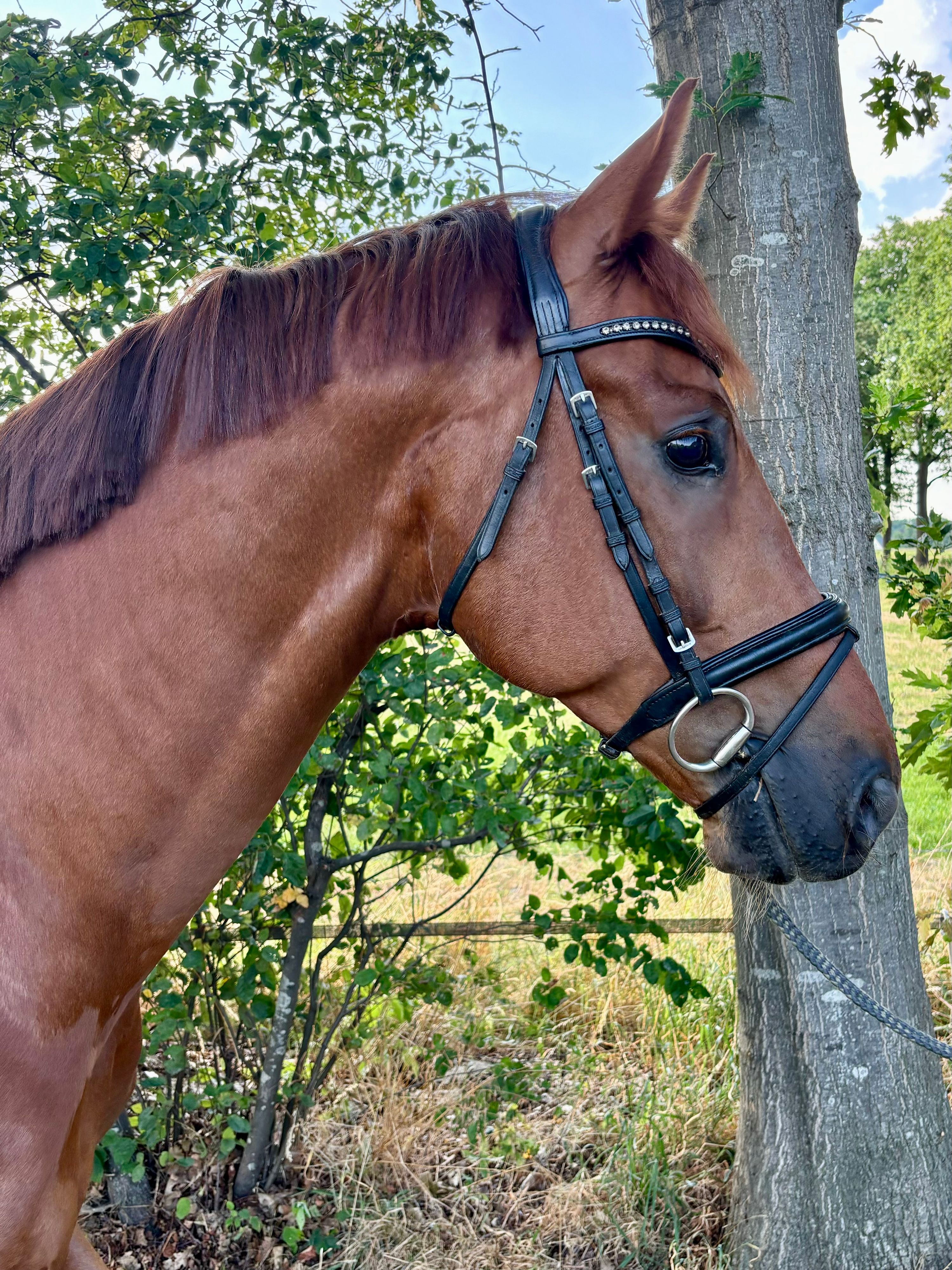 dressuurpaard ruin 7 years old vos for sale - Main photo