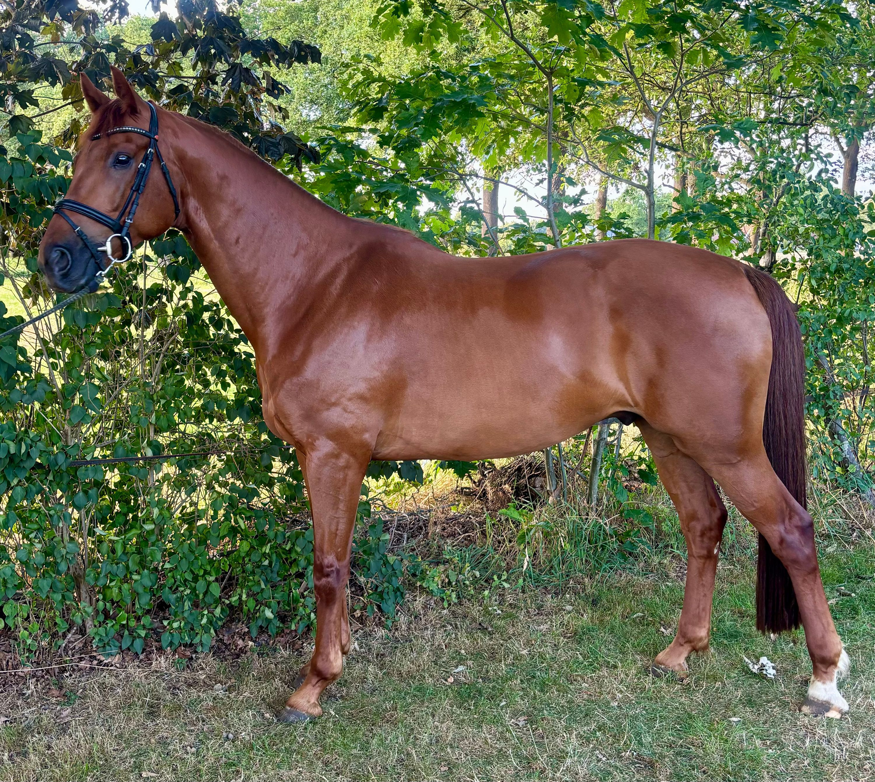 dressuurpaard ruin 7 years old vos for sale - Photo 2
