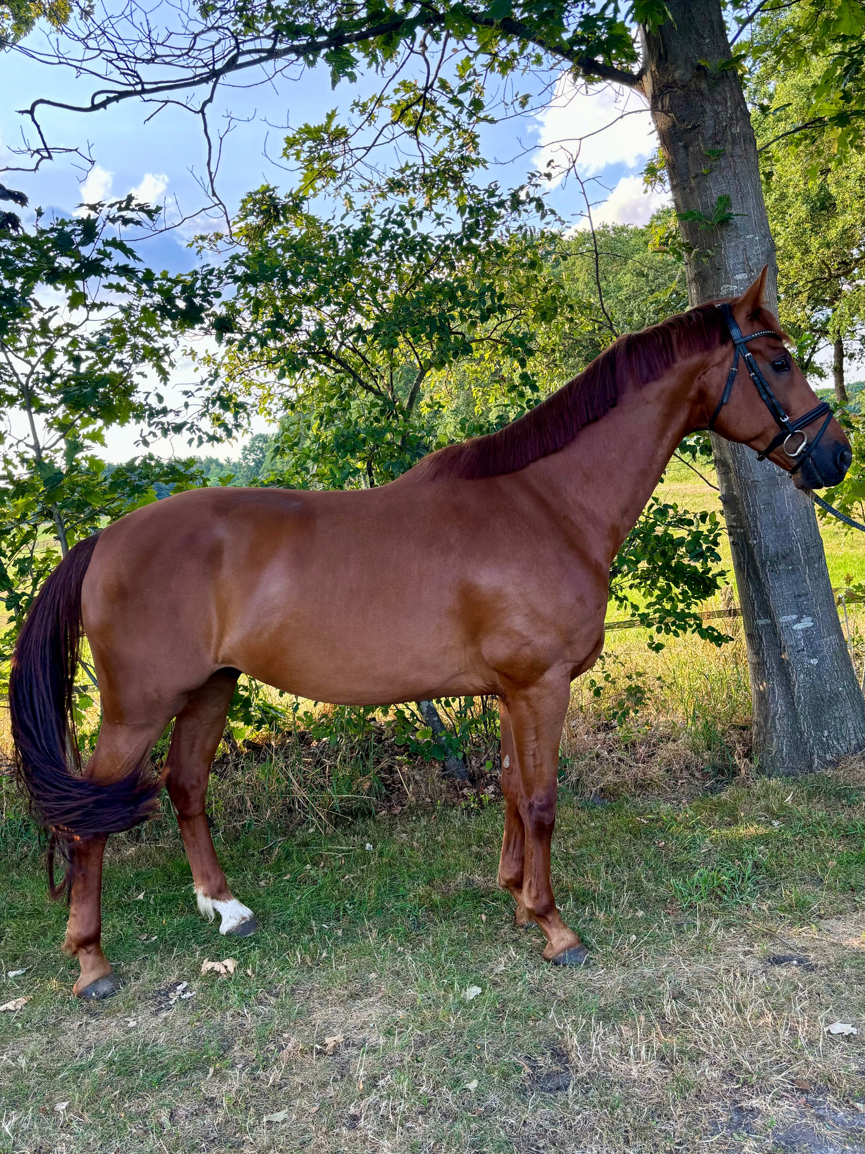 dressuurpaard ruin 7 years old vos for sale - Photo 3