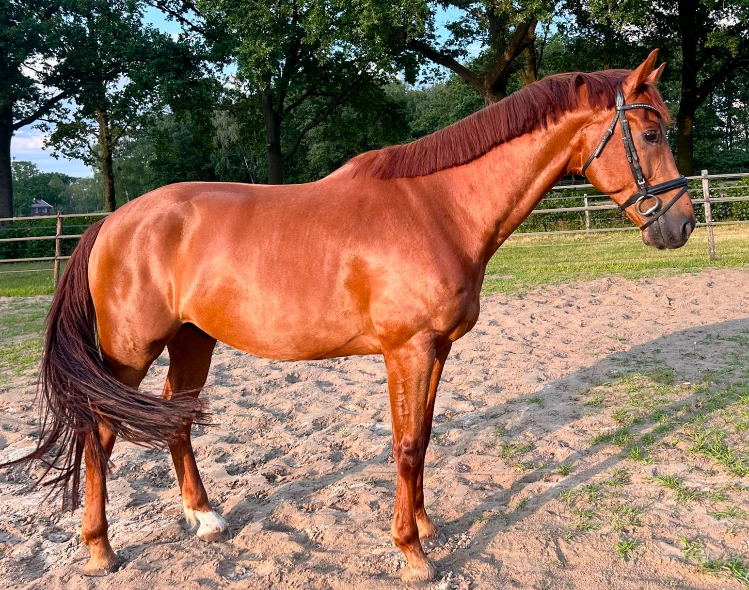 dressuurpaard ruin 7 years old vos for sale - Photo 4