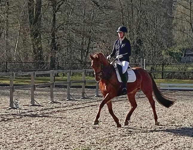 dressuurpaard ruin 7 years old vos for sale - Photo 5