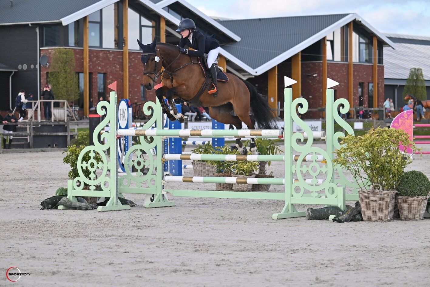 12-year-old show jumping mare (Dynamo x Ikoon)