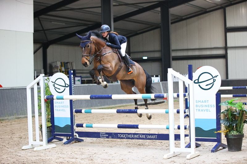 kwpn springpaard merrie 12 years old bruin for sale - Photo 2