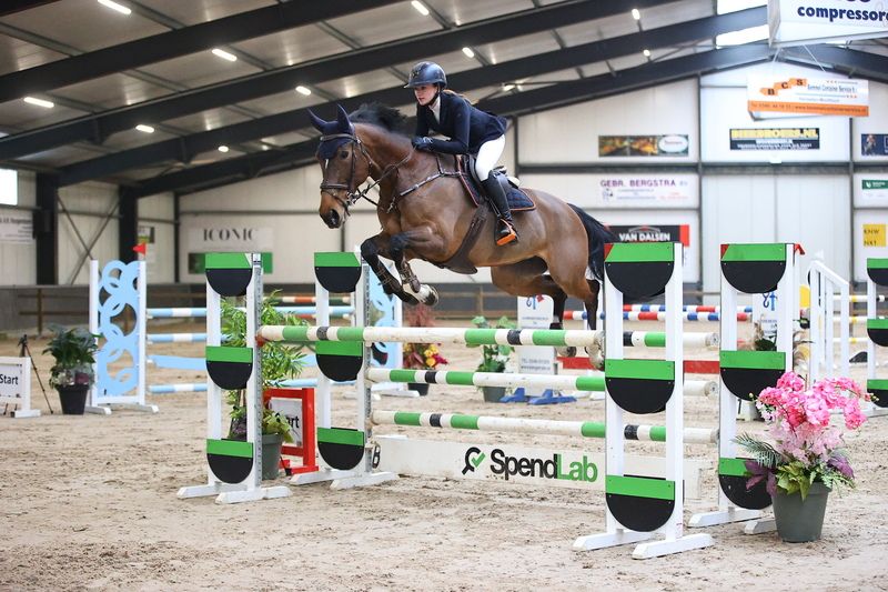 kwpn springpaard merrie 12 years old bruin for sale - Photo 3