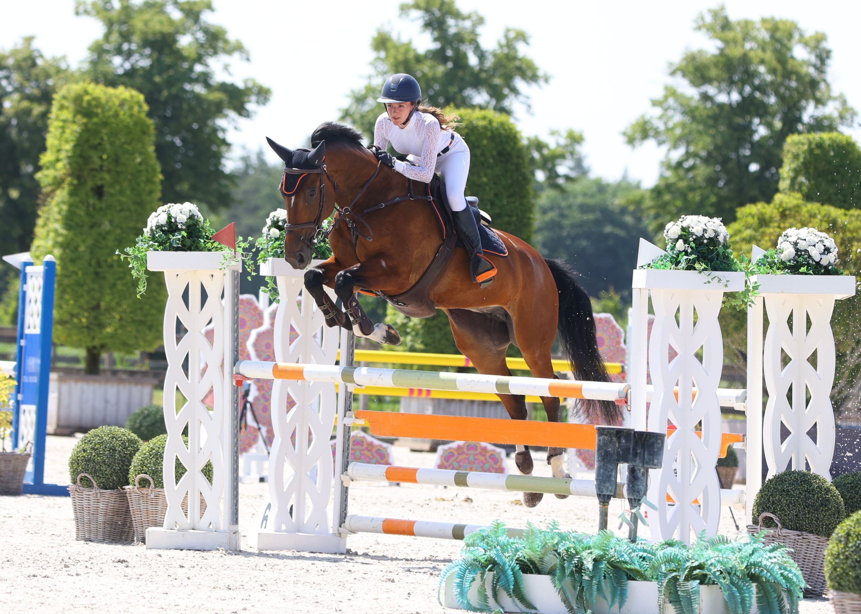 kwpn springpaard merrie 12 years old bruin for sale - Photo 4