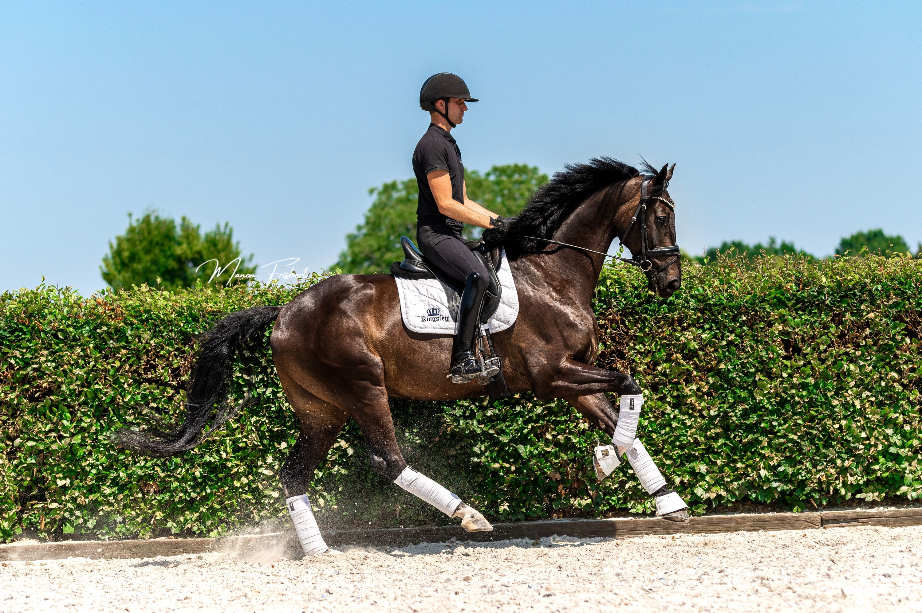dressuurpaard ruin 8 år donkerbruin till salu - Foto 3