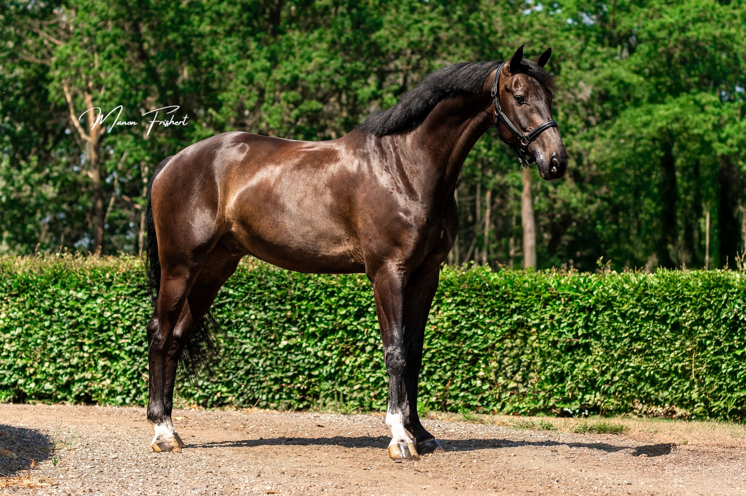 dressuurpaard ruin 8 år donkerbruin till salu - Foto 4