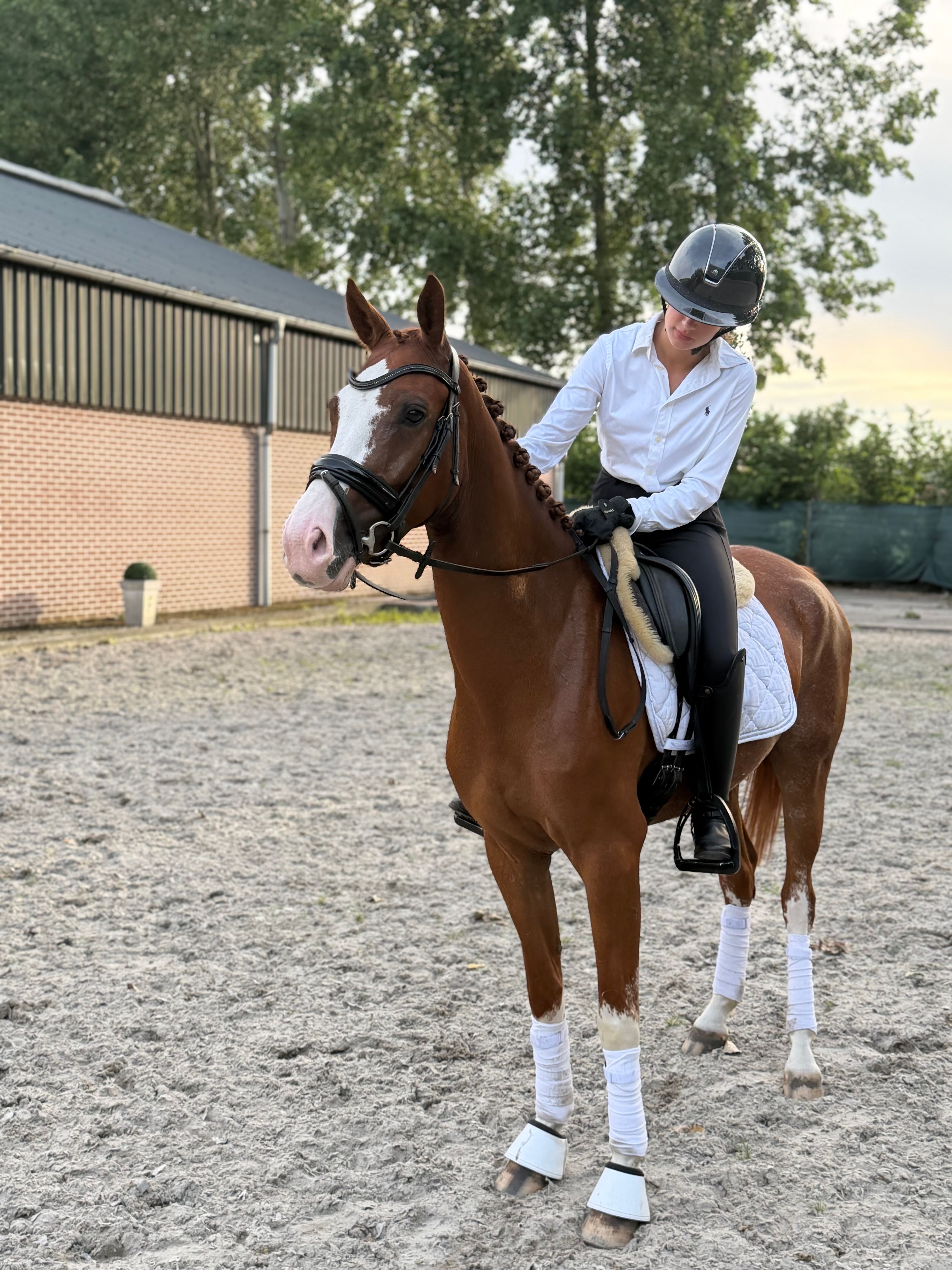 Handsome pony with extra movement