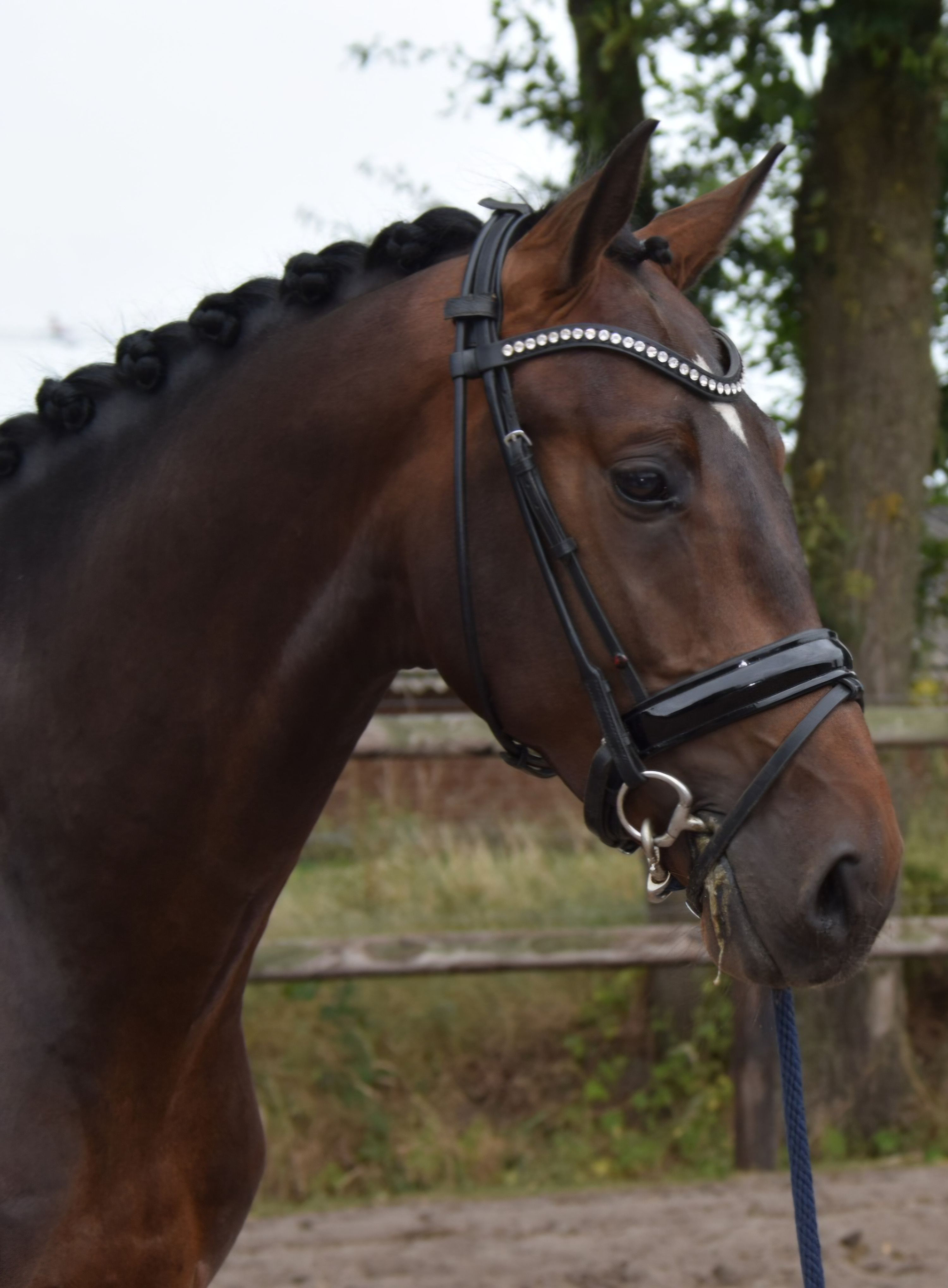 kwpn dressuurpaard hengst 3 jaar donkerbruin te koop - Foto 4