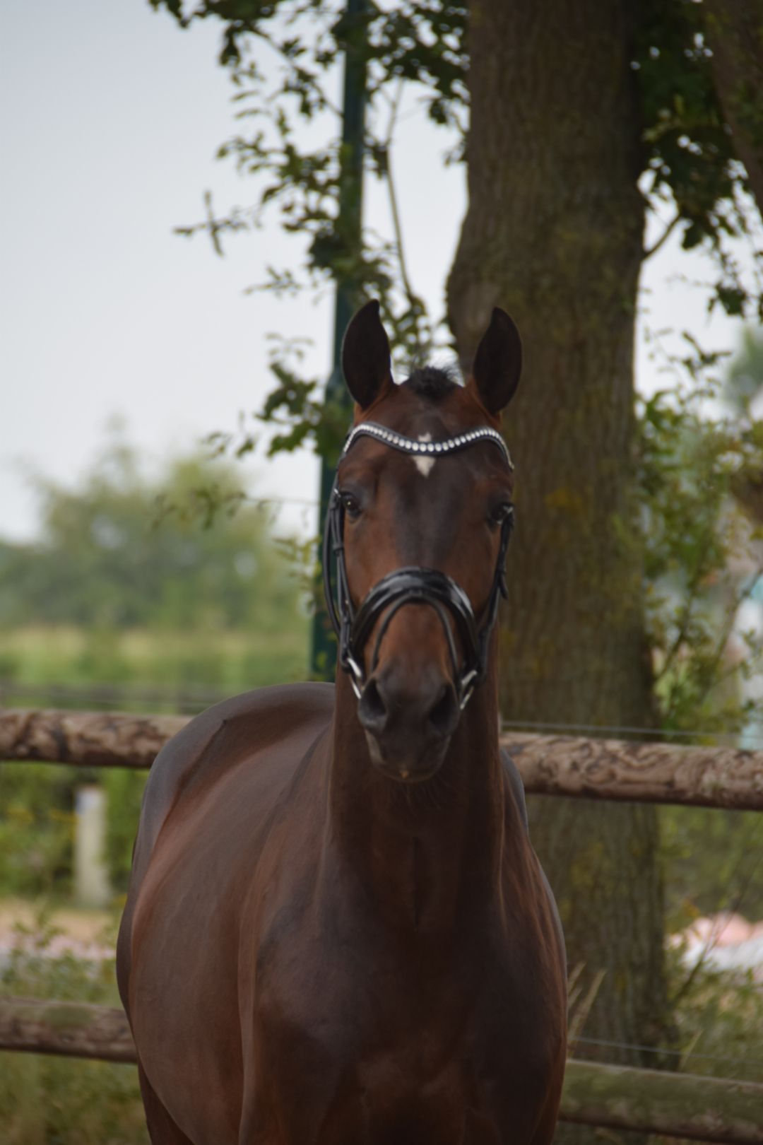 kwpn dressuurpaard hengst 3 jaar donkerbruin te koop - Foto 2