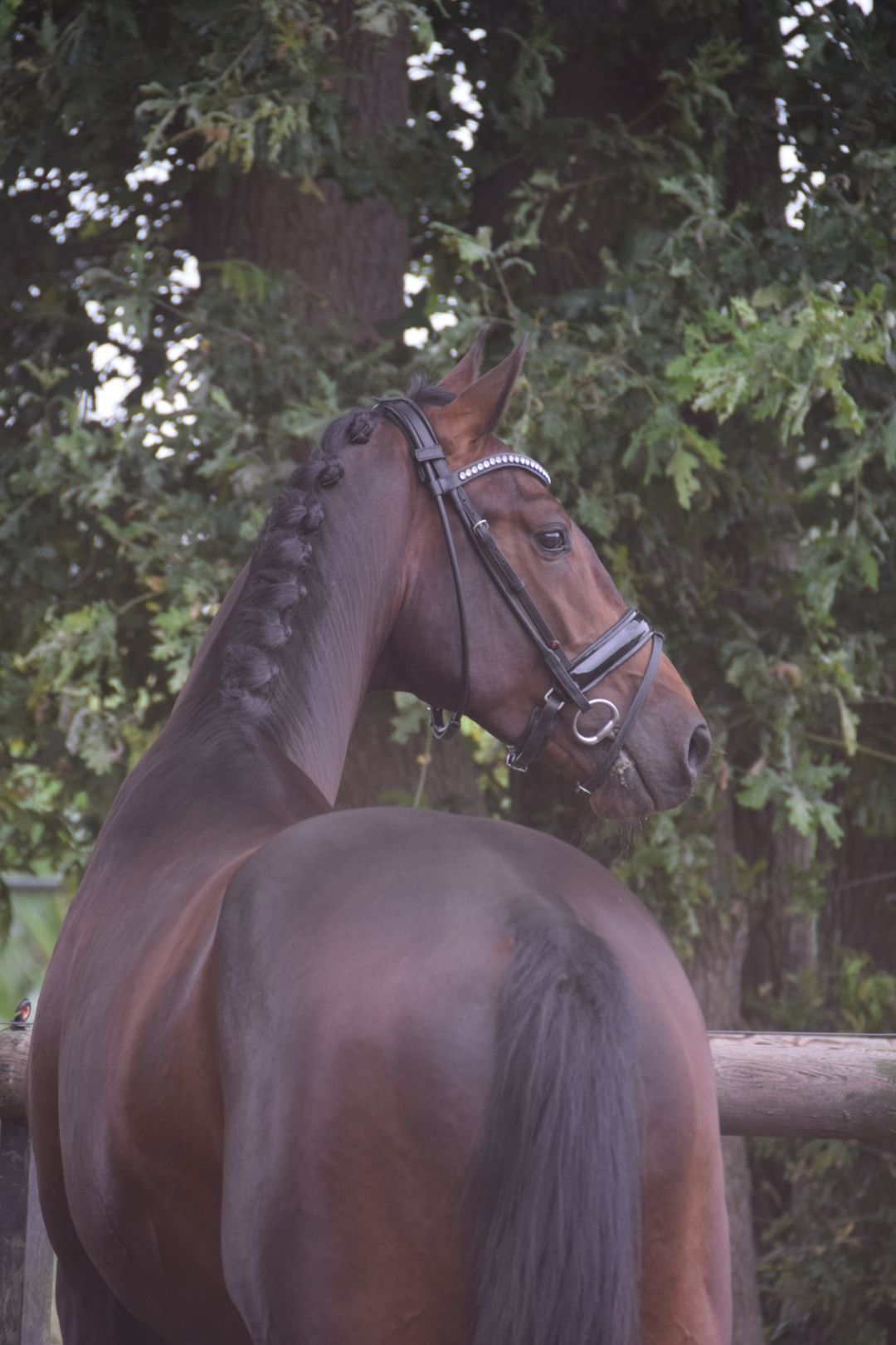kwpn dressuurpaard hengst 3 jaar donkerbruin te koop - Foto 3