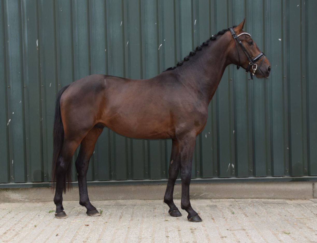 Promising 3-year-old Glamourdale stallion ✨