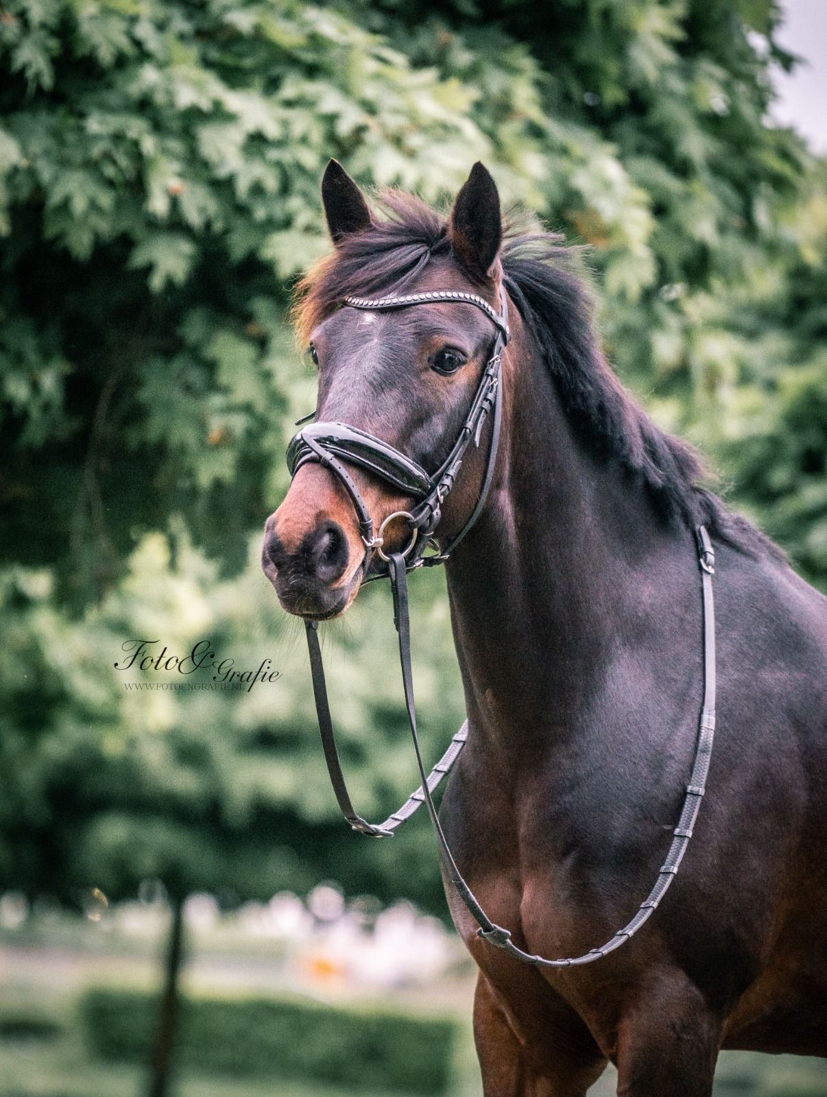 Stunning 9-year-old D-pony gelding!