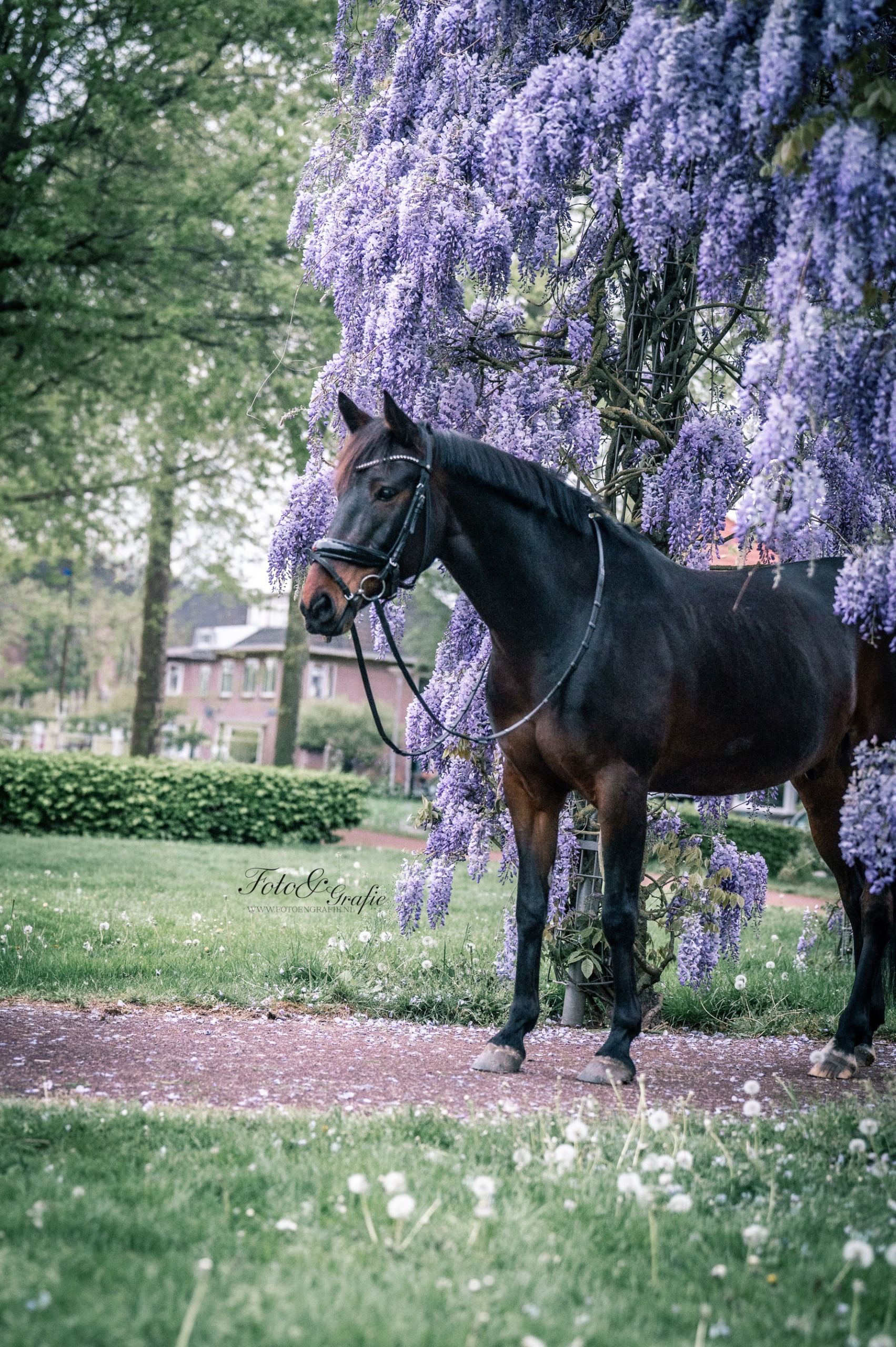 dressuurpony ruin 9 years old donkerbruin for sale - Photo 3