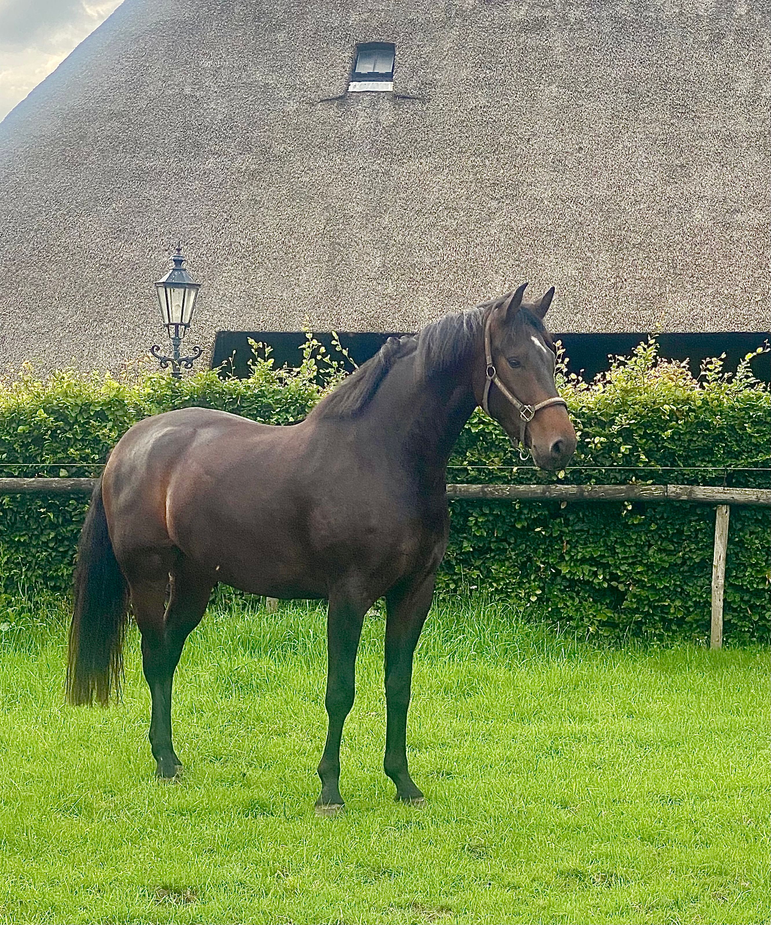 Handsome, level-headed KWPN sport gelding (Just Wimphof x Wynton)