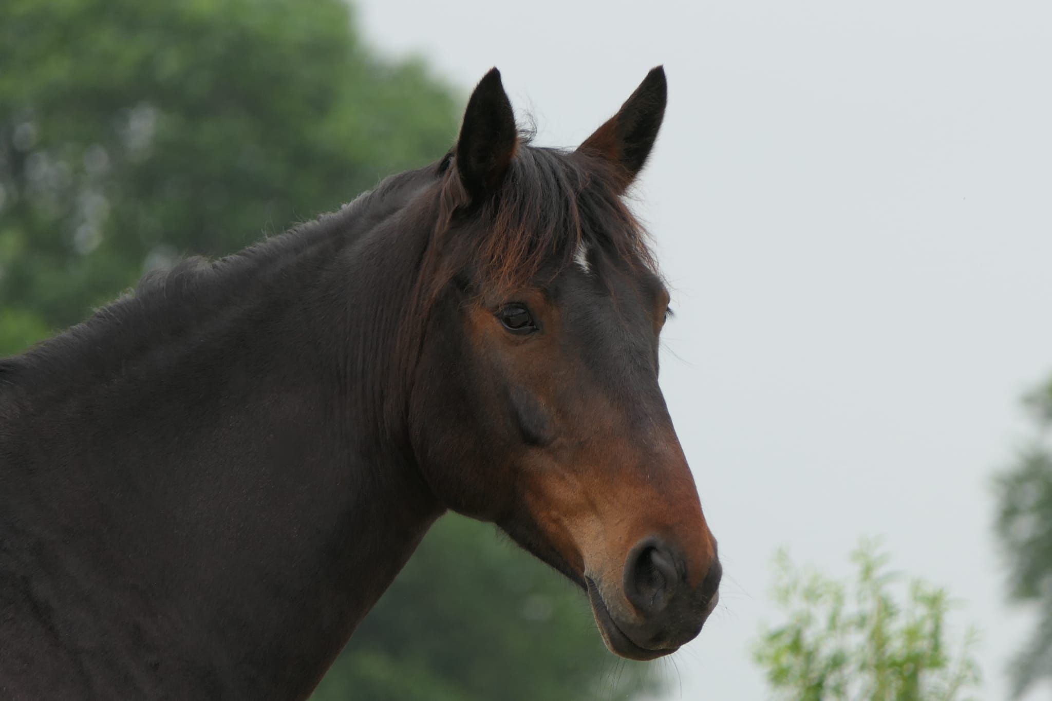 dressuurpony ruin 9 years old donkerbruin for sale - Photo 2