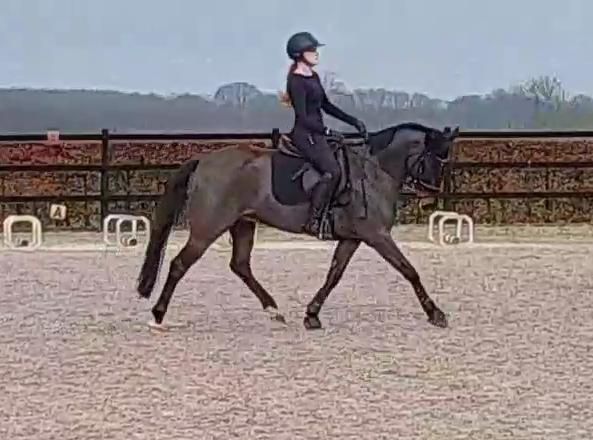 dressuurpony ruin 9 years old donkerbruin for sale - Photo 4
