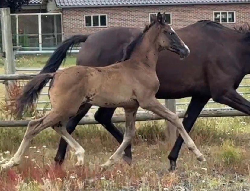 kwpn dressuurpaard hengst 0 jaar donkerbruin te koop - Foto 3