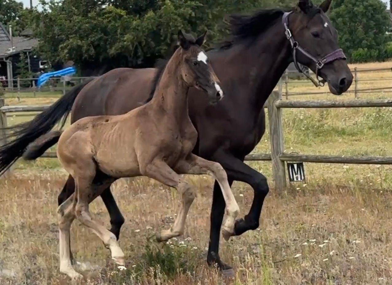 kwpn dressuurpaard hengst 0 jaar donkerbruin te koop - Foto 2