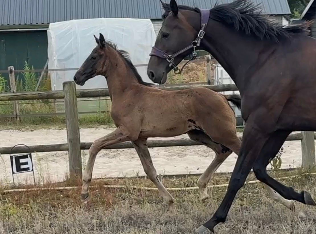 kwpn dressuurpaard hengst 0 jaar donkerbruin te koop - Hoofdfoto