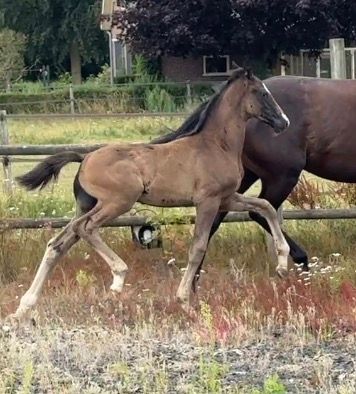 kwpn dressuurpaard hengst 0 jaar donkerbruin te koop - Foto 5