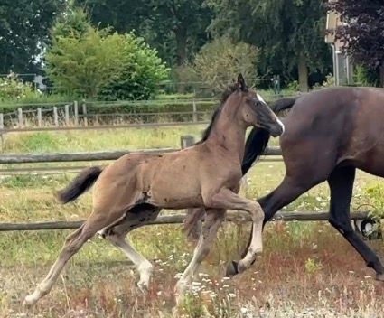 kwpn dressuurpaard hengst 0 jaar donkerbruin te koop - Foto 6