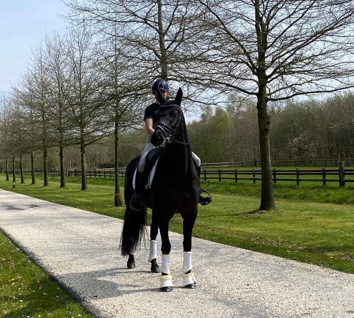 dressuurpaard merrie 10 år zwart till salu - Foto 6