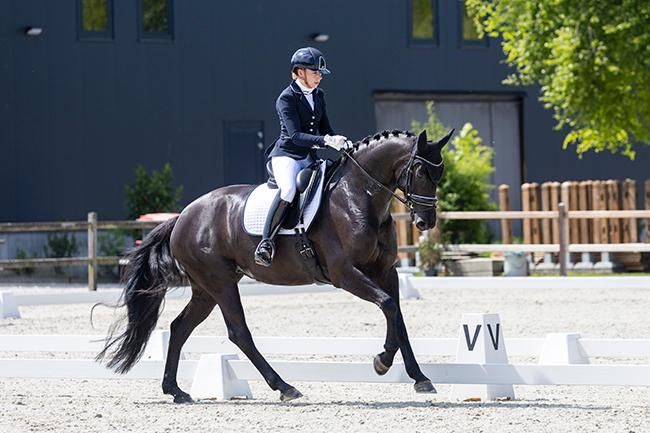 dressuurpaard merrie 10 år zwart till salu - Foto 4