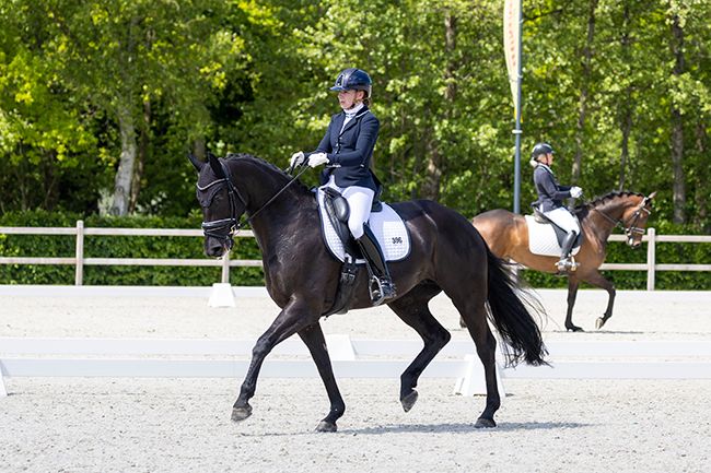 dressuurpaard merrie 10 år zwart till salu - Foto 3