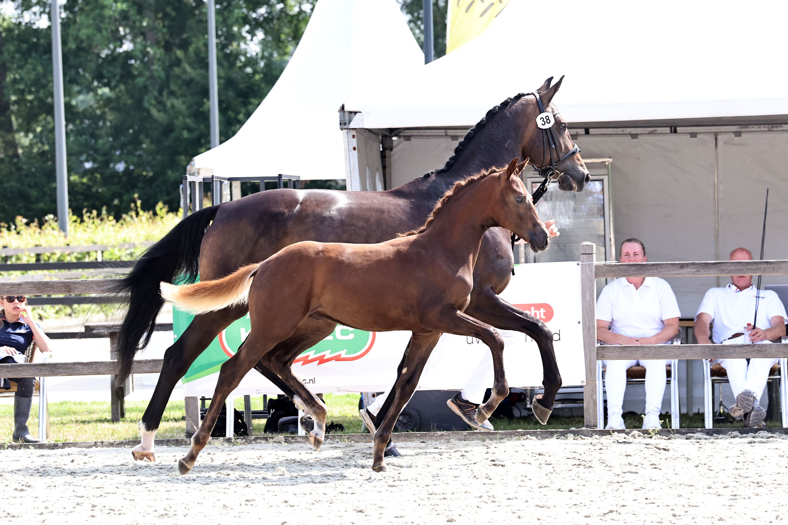 Il nostro fantastico Warrior Rw