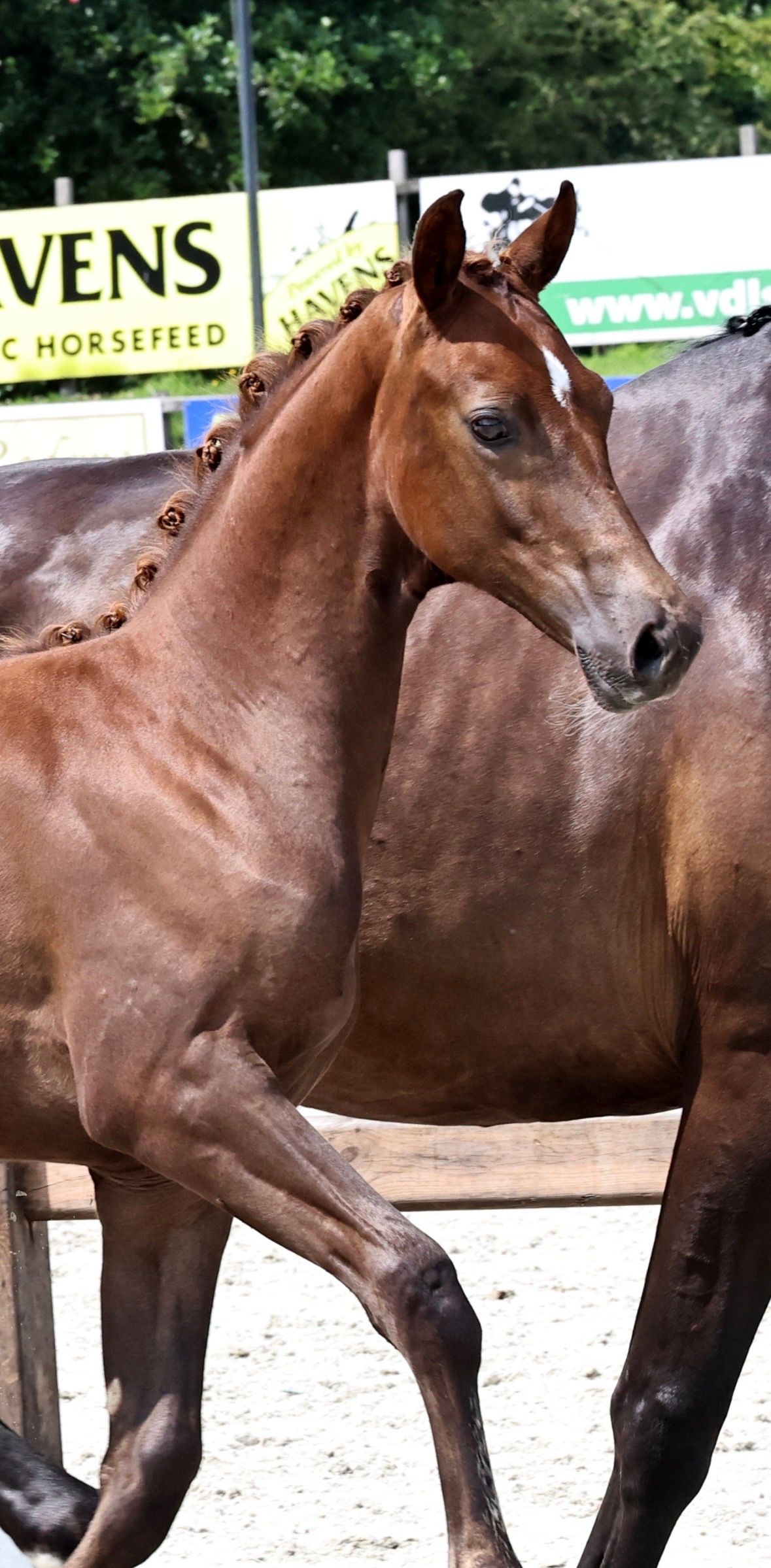 kwpn dressuurpaard hengst 0 years old kastanje for sale - Photo 2