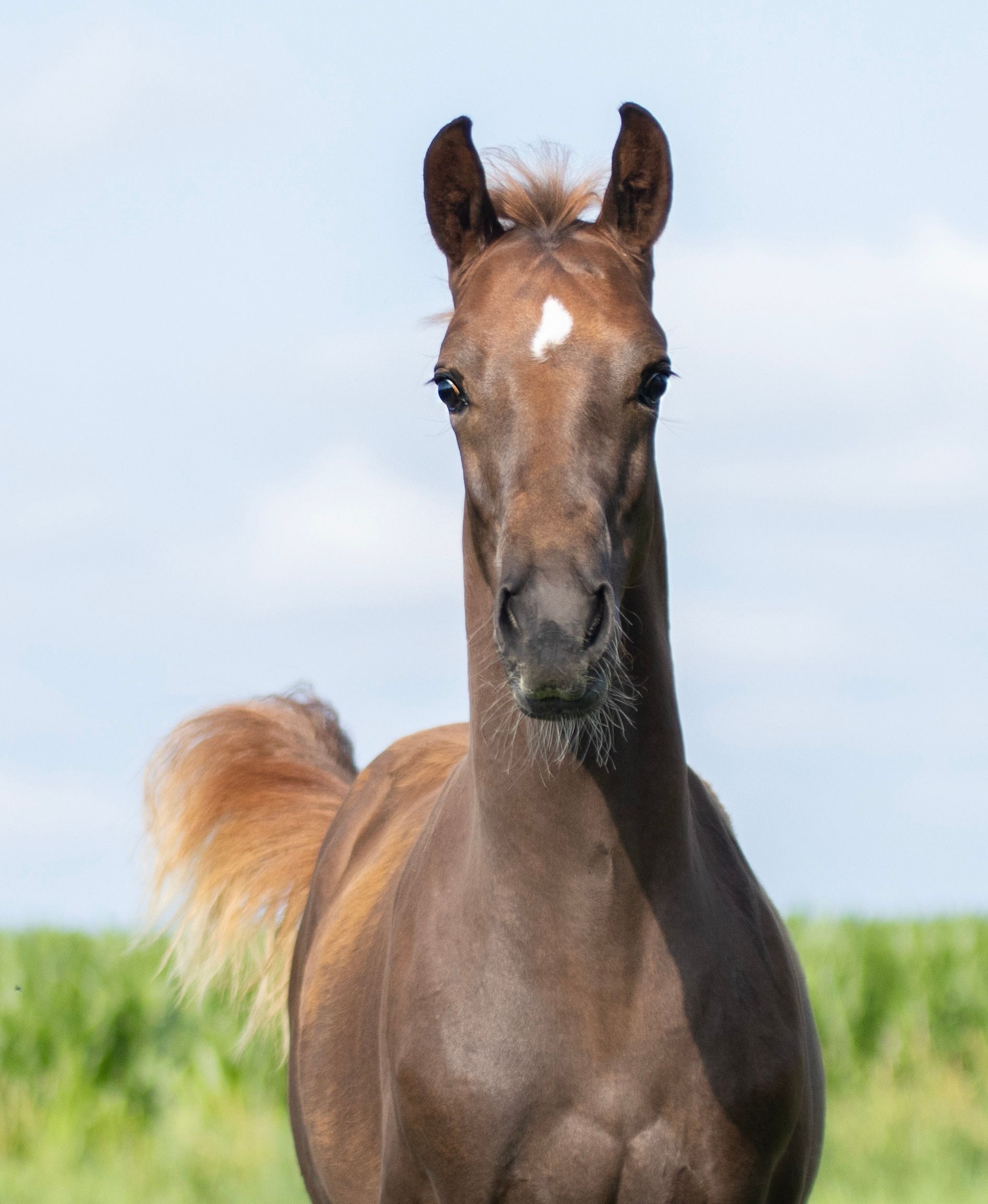 kwpn dressuurpaard hengst 0 years old kastanje for sale - Photo 5