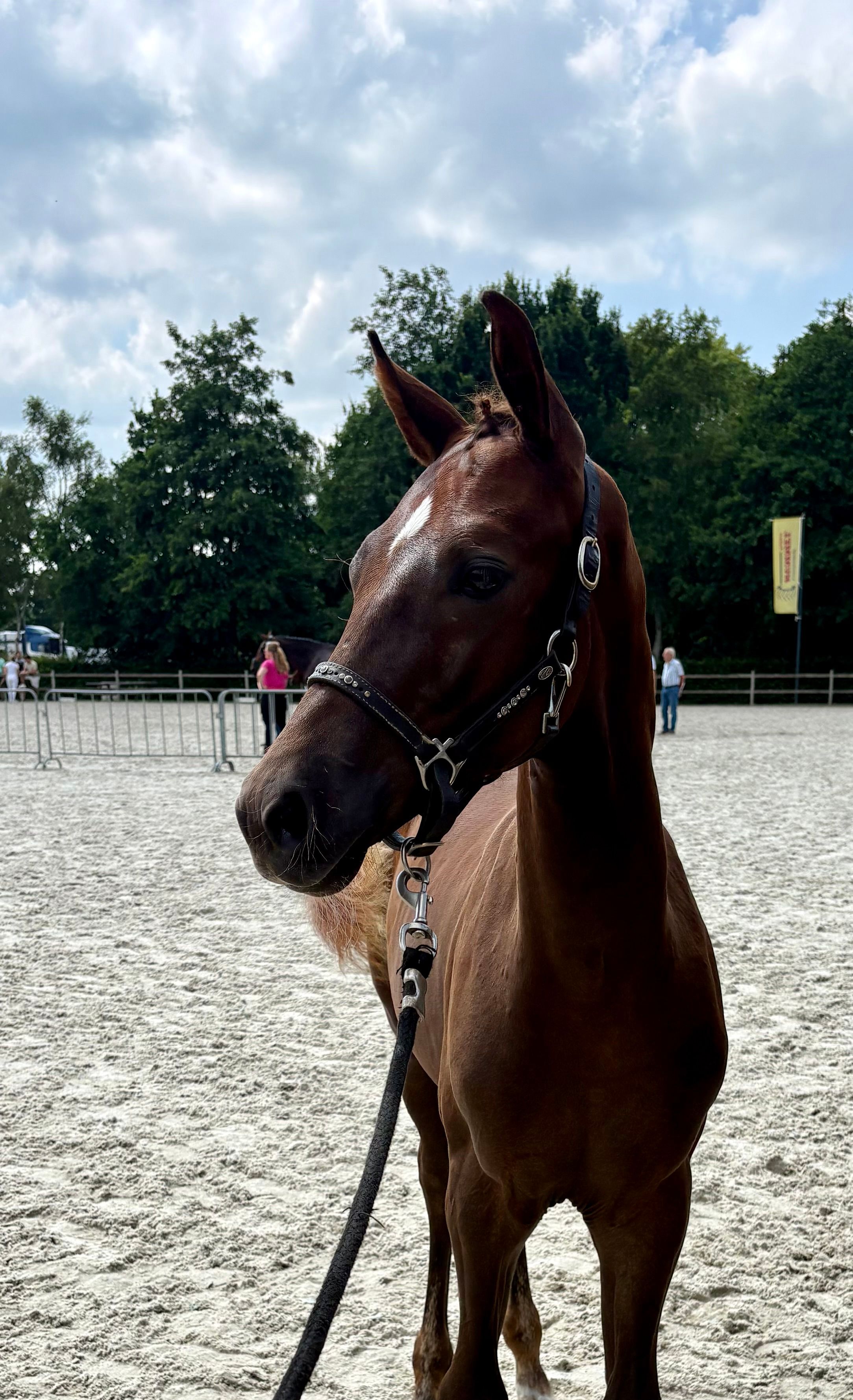 kwpn dressuurpaard hengst 0 years old kastanje for sale - Photo 3