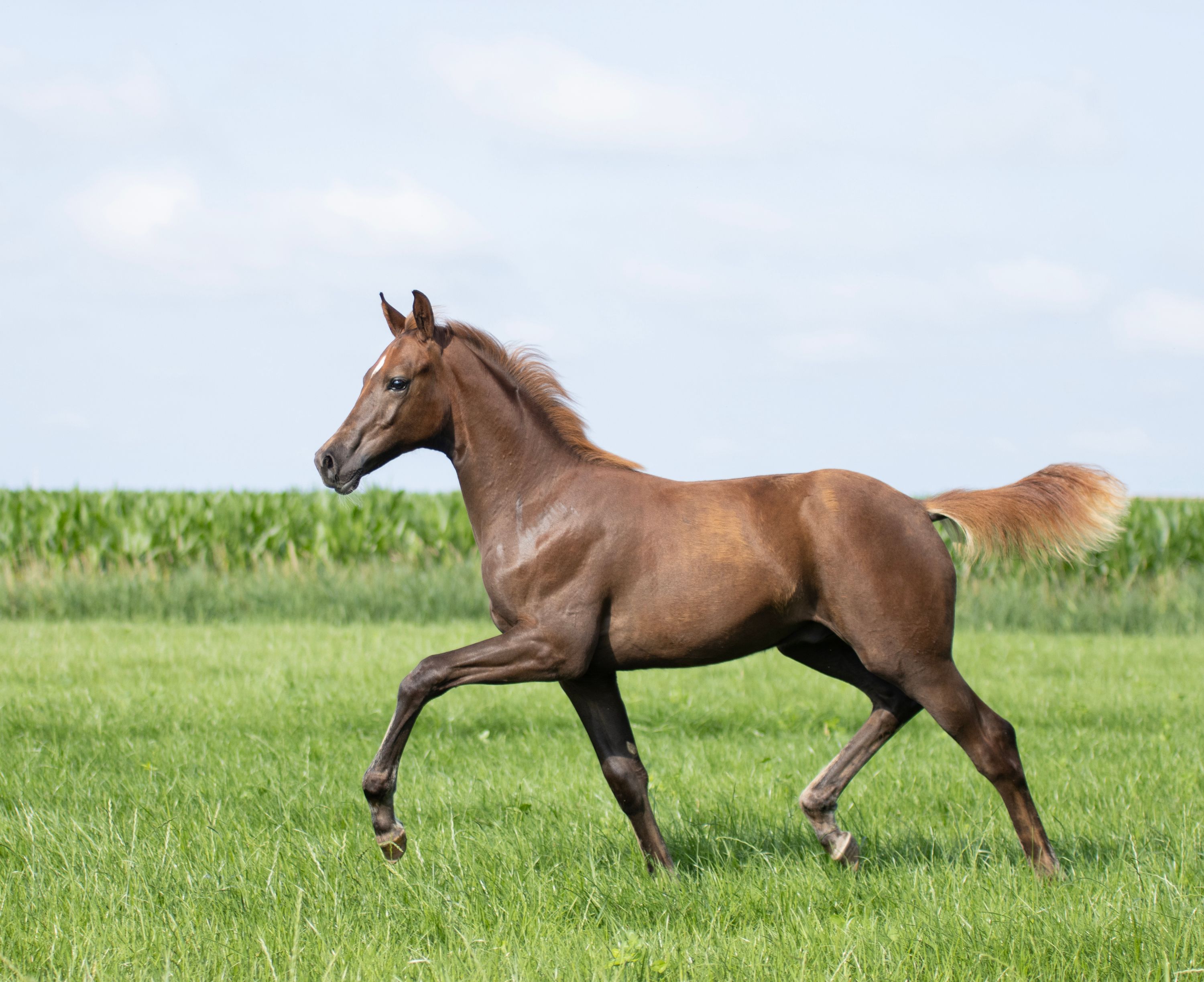 kwpn dressuurpaard hengst 0 years old kastanje for sale - Photo 6