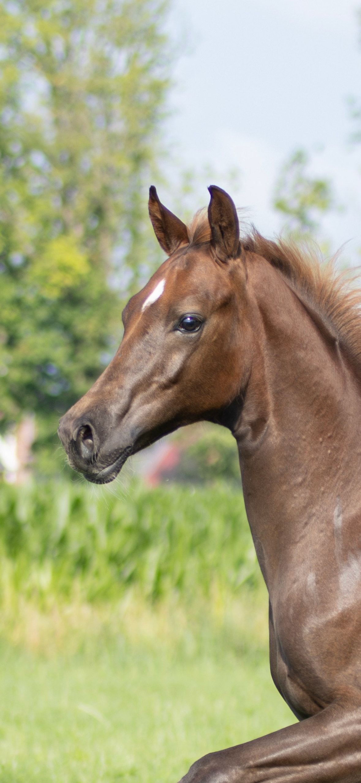 kwpn dressuurpaard hengst 0 years old kastanje for sale - Photo 4