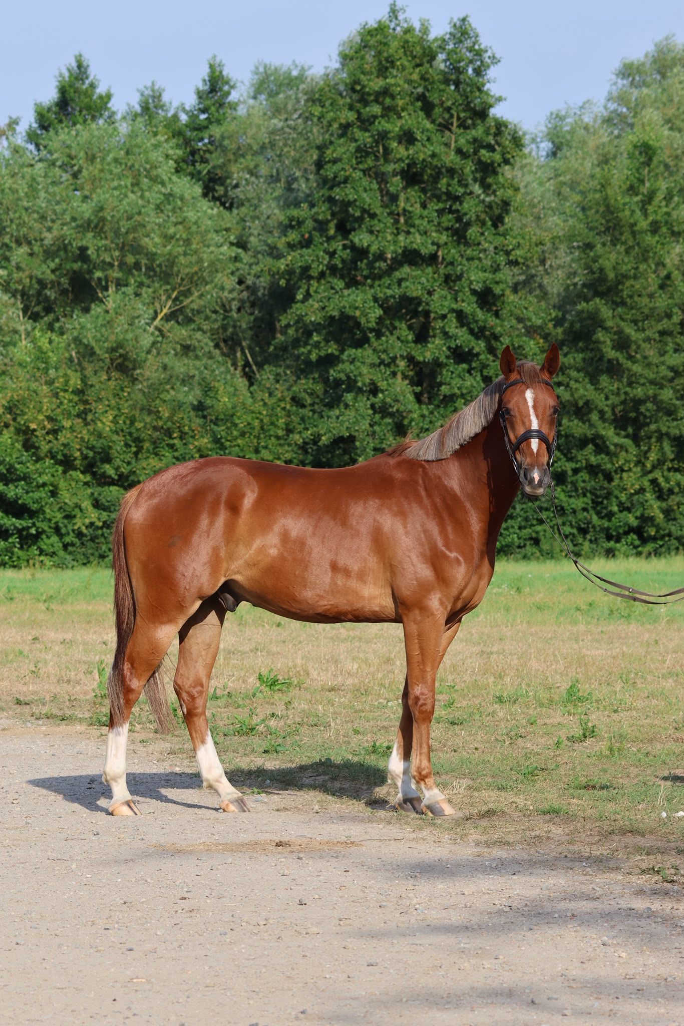 Handsome and well-behaved 4-year-old gelding Uno