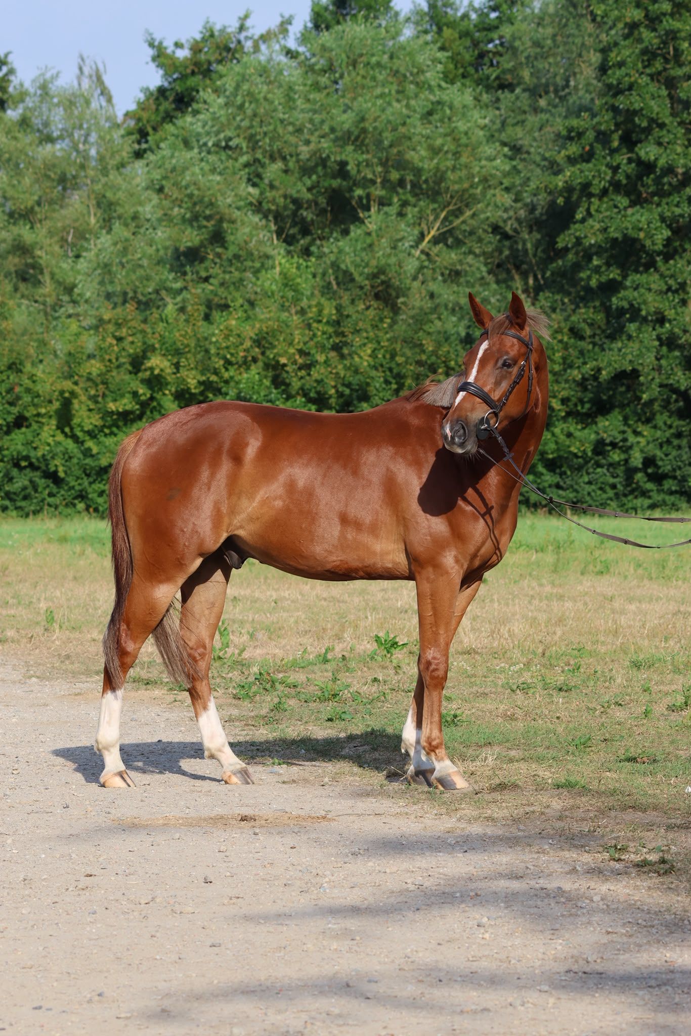 zangersheide springpaard ruin 4 år vos till salu - Foto 2
