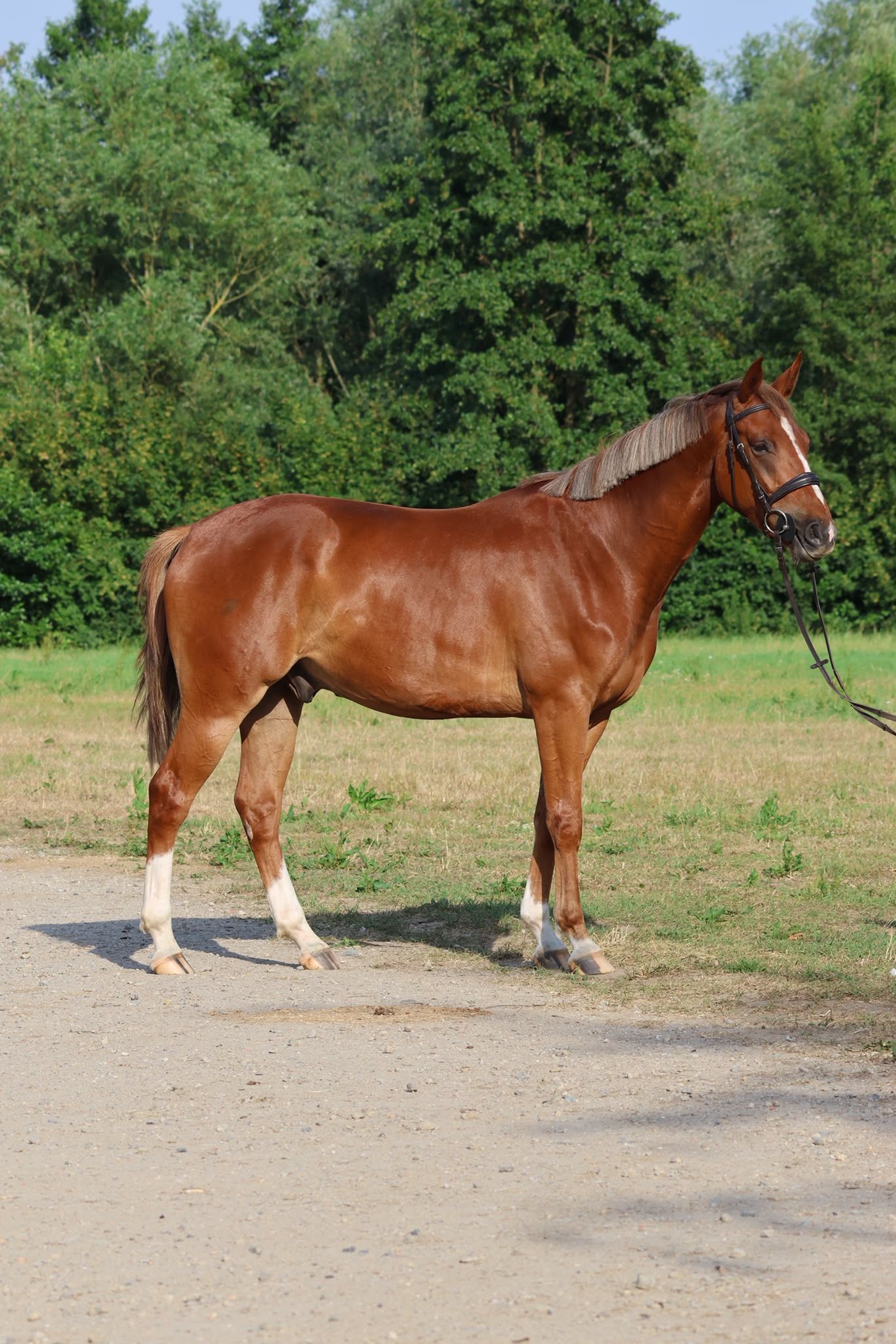 zangersheide springpaard ruin 4 år vos till salu - Foto 3