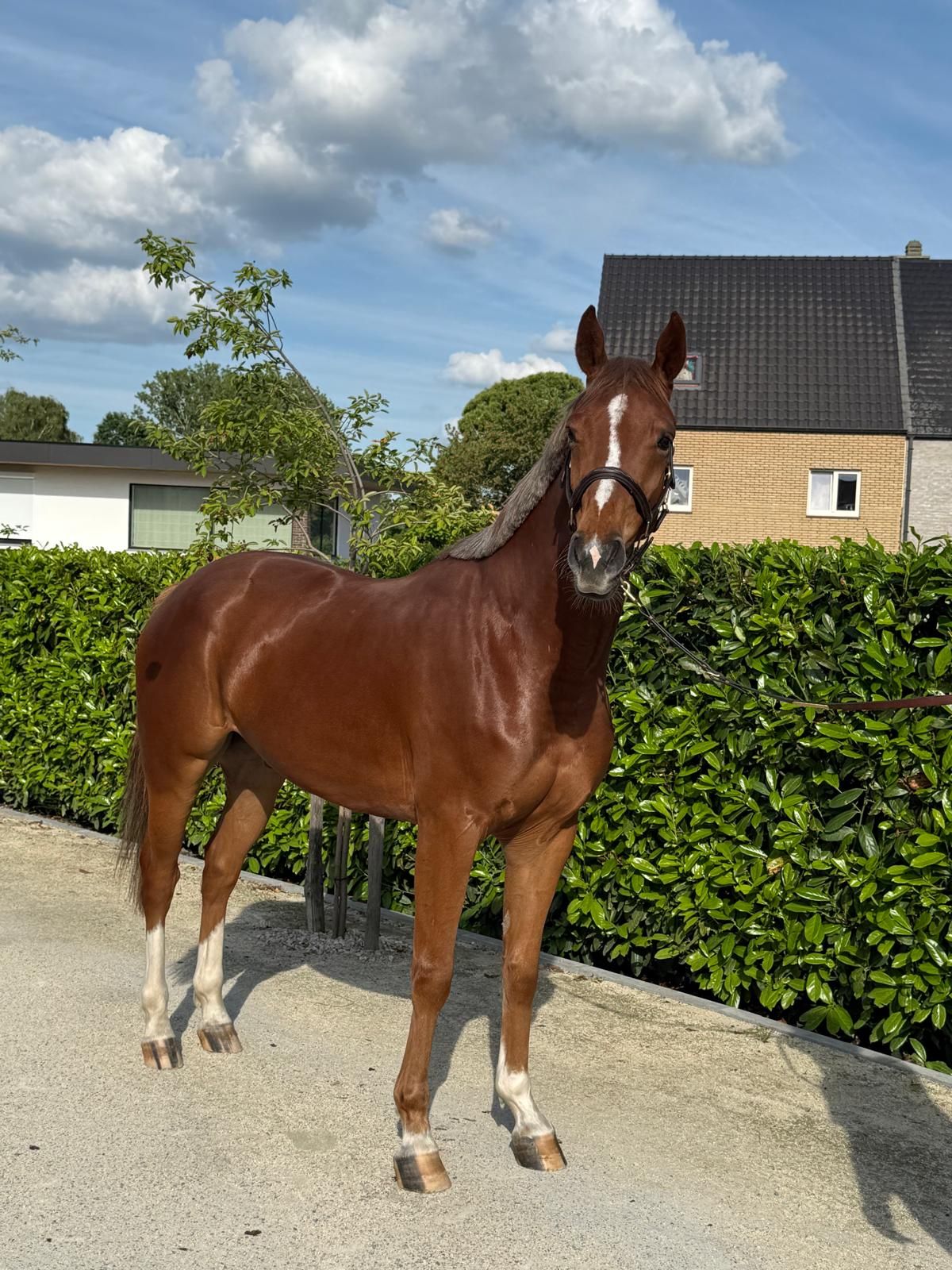 zangersheide springpaard ruin 4 år vos till salu - Foto 4