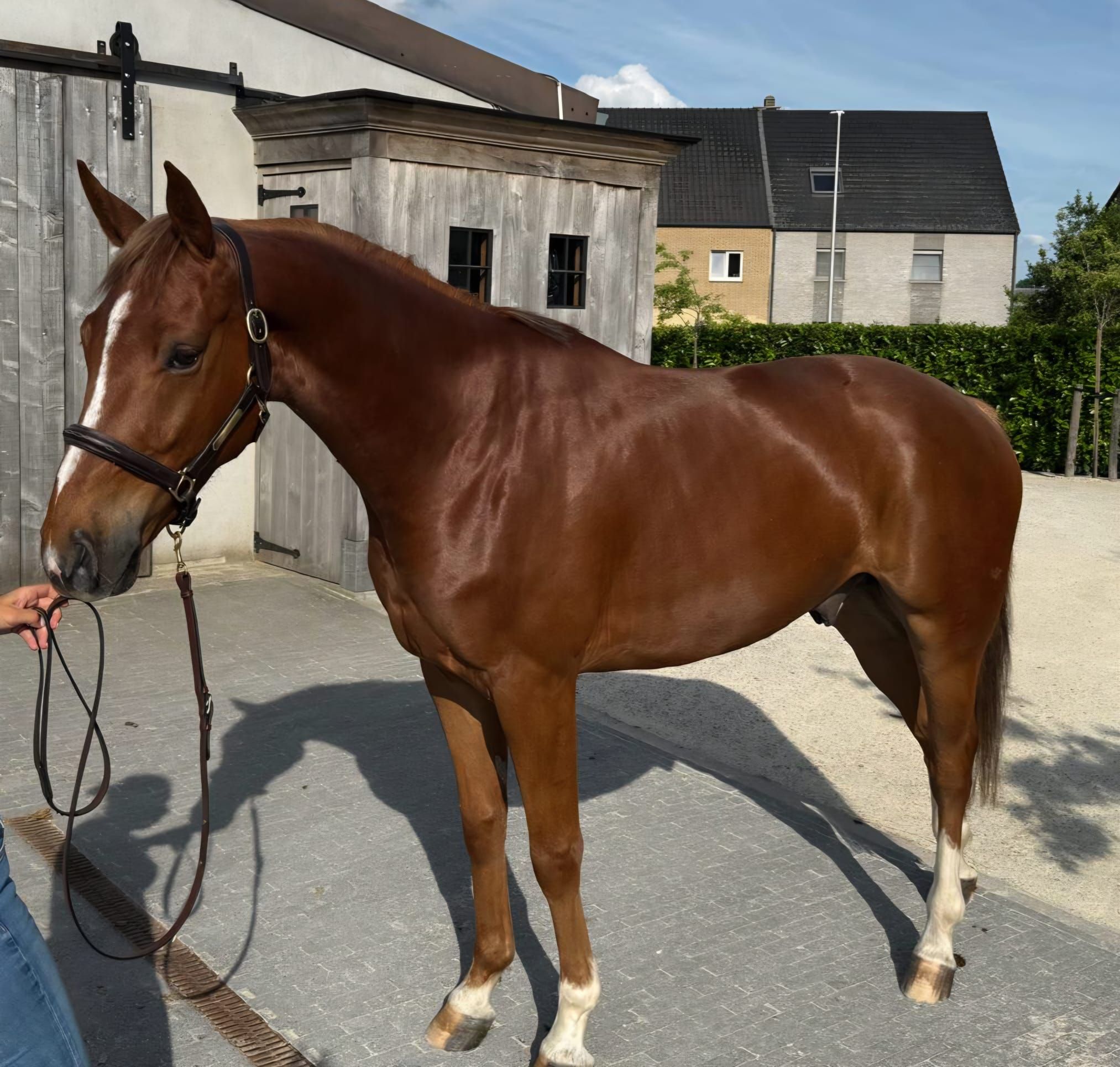 zangersheide springpaard ruin 4 år vos till salu - Foto 5
