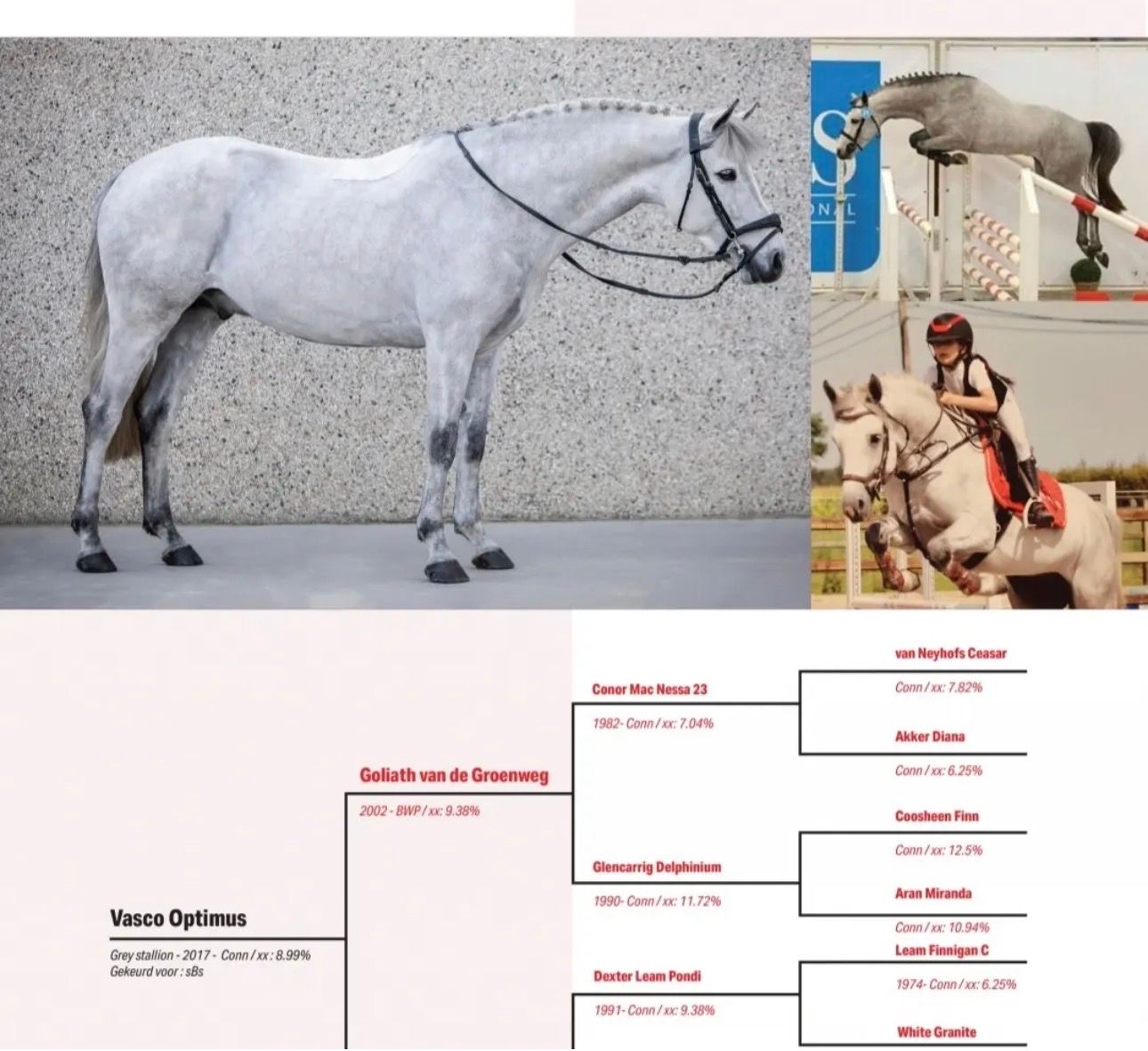 springpaard ruin 3 år schimmel till salu - Foto 4